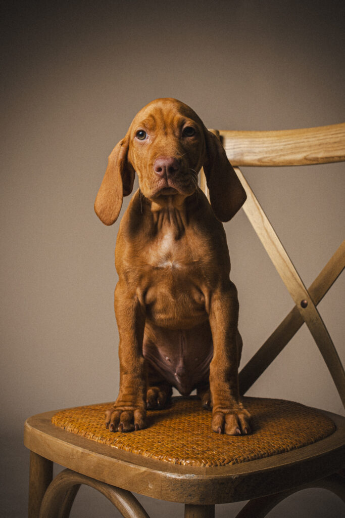 Team Mitglied Louie - Festplatz Eventverleih